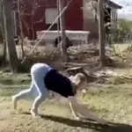 Junge Frau bewegt sich wie ein Pferd: Ihre Aufnahmen gehen viral (Video)