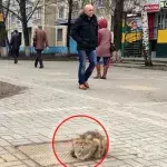 Alle Passanten wundern sich: Jeden Tag sitzt diese Katze auf dem immer gleichen Gullideckel