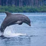 Delfin