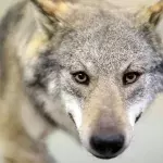 Der Vorgänger des "Mainzer Wolfes": Dieses Exemplar wurde 2012 illegal erschossen und steht seitdem im Museum