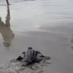 Die Lederschildkröte fasziniert mit ihrer äußeren Schönheit