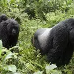 Die witzige Reaktion von Gorillas sorgt auf Facebook für Aufsehen