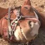 Dieses Pferd stellt sich tot, sobald jemand auf ihm reiten will