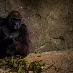 Ein Gorilla mit einer Pflanze im Zoo von Sanford