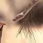 Eine brutale Begegnung