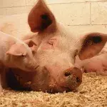 Eklig oder niedlich? Eines der Ferkel ist ein Mutant! (Video)