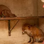 Füchse