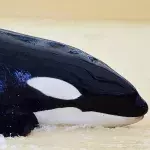 Gestrandeter Orca