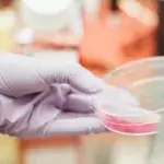 Das Coronavirus könnte im Labor hergestellt worden sein
