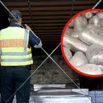 Dresdner Zoll macht 2.000 Kilo schweren Ekelfund in Kühltransporter