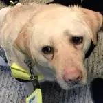Dramatischer Fall in U-Bahn: Blinder Mann und Hund kämpfen mit Tränen
