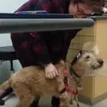 Unglaubliche Reaktion: Ihr Hund sieht nach einer OP zum ersten Mal