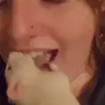 Neuer Ekel-Trend: Zähne putzen mit einer lebendigen Ratte