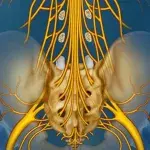 Cauda-equina-Syndrom: Symptome, Folgen, Ursachen, Behandlung