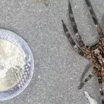 Giftspinne aus dem Ausland breitet sich in Deutschland aus