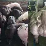 Diese Zucht-Schweine sind hypermuskulös: Der Grund sorgt für Empörung!