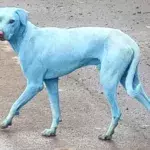 Das Geheimnis der blauen Hunde ist gelüftet