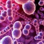 Streptokokken: Ansteckung, Symptome, Verlauf und Behandlung