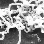 Was ist Syphilis? Symptome, Test, Übertragung, Ansteckung, Behandlung und Therapie