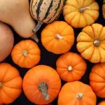 Von Butternut bis Hokkaido: Beliebte Kürbissorten im Überblick