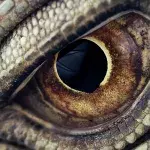 Drachen