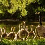 Entenfamilie am See