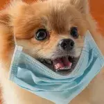 Erster Hund an COVID-19 erkrankt?