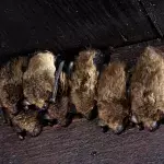 Fledermäuse sollen helfen, die nächste Pandemie zu verhindern