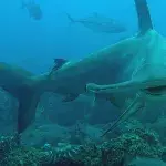 Hammerhai