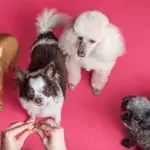 Schockierende Enthüllung: Diese haushaltsüblichen Lebensmittel sind für Hunde giftig