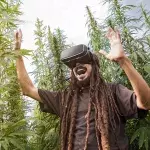Virtuelles Cannabis statt Rauchen: Eine legale Alternative?