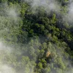 Waldbrand im Amazonas