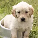 Warum Hunde keine Pfützen trinken sollten