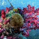 Great Barrier Reef: Ein indischer Konzern zerstört das Paradies für 30 Milliarden Dollar