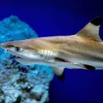 Hai in Aquarium