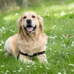 Hund liegt im Gras
