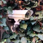 Kamera überwacht Garten und entlarvt ein Tier