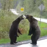 Kämpfende Grizzlybären