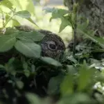 Kaninchen