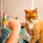 Katze zeigt ihr Hinterteil