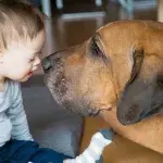 Können auch Tiere am Down-Syndrom erkranken?