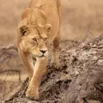 Löwen nähern sich einem Fuchsbaby: Was sie dann machen, bricht einem das Herz