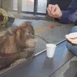 Orang-Utan