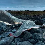Pottwal: Sein Körper spuckt 100 Kilogramm Plastikmüll aus