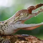 Schlange tötet Krokodil