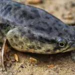 Schlangenkopffisch ist höchst gefährlich: Er kann auch auf dem Land leben und braucht Wasser nur bedingt