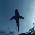Sie ziehen einen 4-Meter-Hai aus dem Meer: Doch dann drehen sie ihn um!
