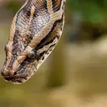 20 Pythons im Haus