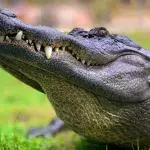 Alligator springt blitzschnell aus dem Wasser, um einen Welpen zu fressen