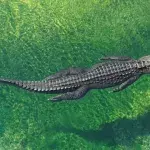 Alligator